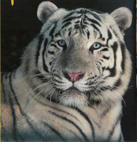 On peut sortir un tigre